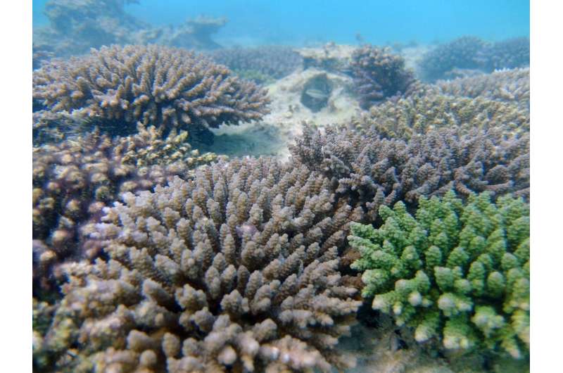 Colorful connection found in coral's ability to survive higher temperatures