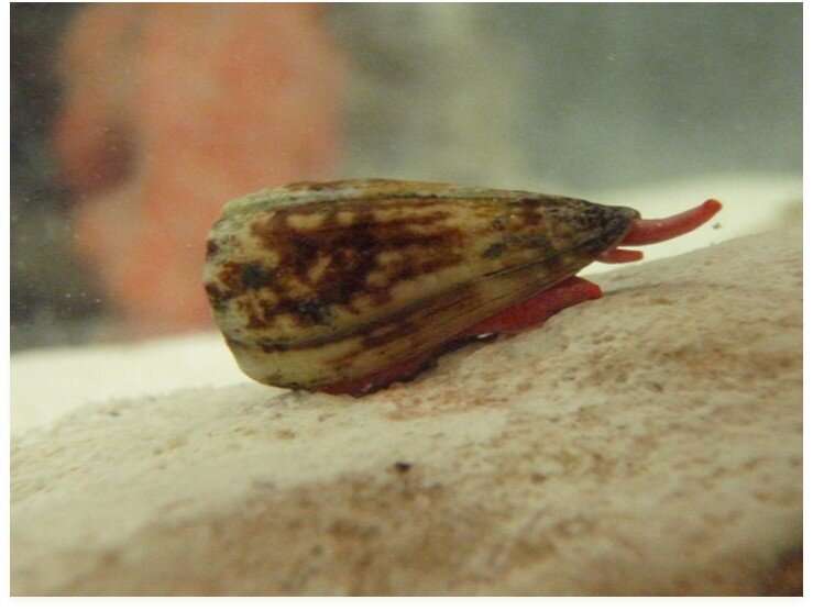 Cone snail venom shows potential for treating severe malaria