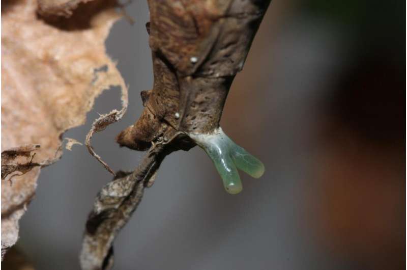 Dating in a jungle: Female praying mantises jut out weird pheromone gland to attract mates