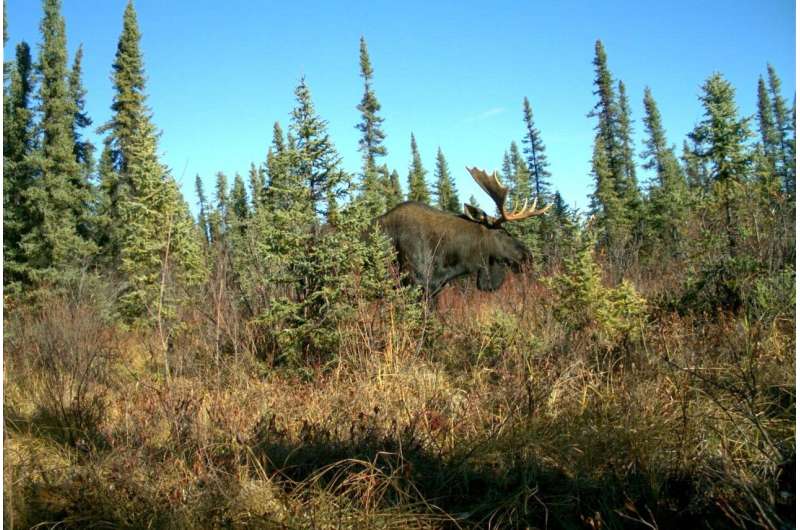 Declining caribou population victim of ecological chain reaction