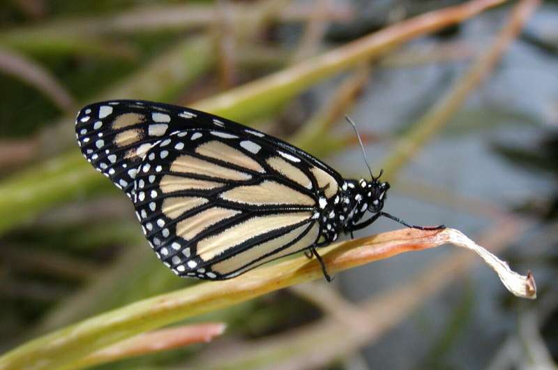 Dramatic decline in western butterfly populations linked to fall warming