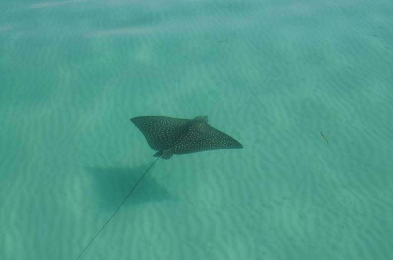 Drifter or homebody? Study first to show where whitespotted eagle rays roam