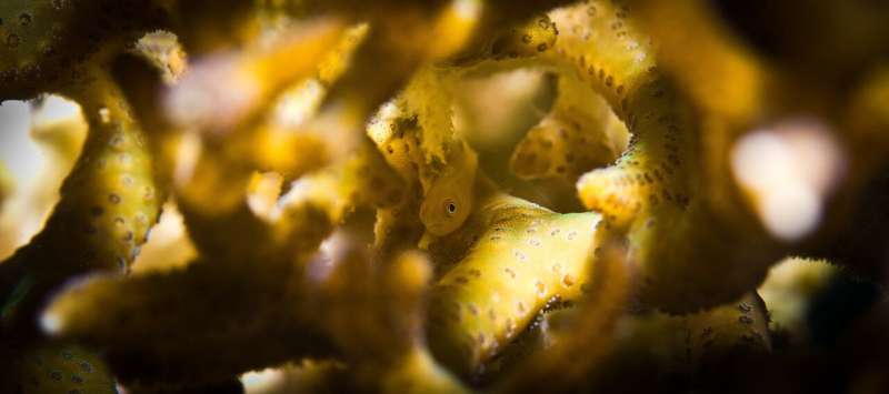 Family ties explain mysterious social life of coral gobies