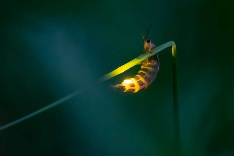 Firefly tourism takes flight, sparking wonder and concern