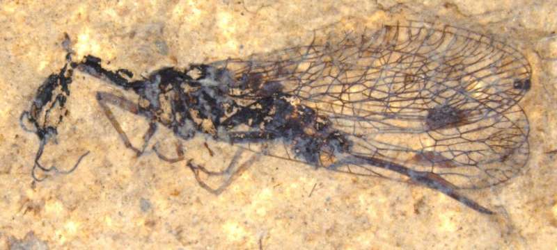 Fossil discovery deepens snakefly mystery