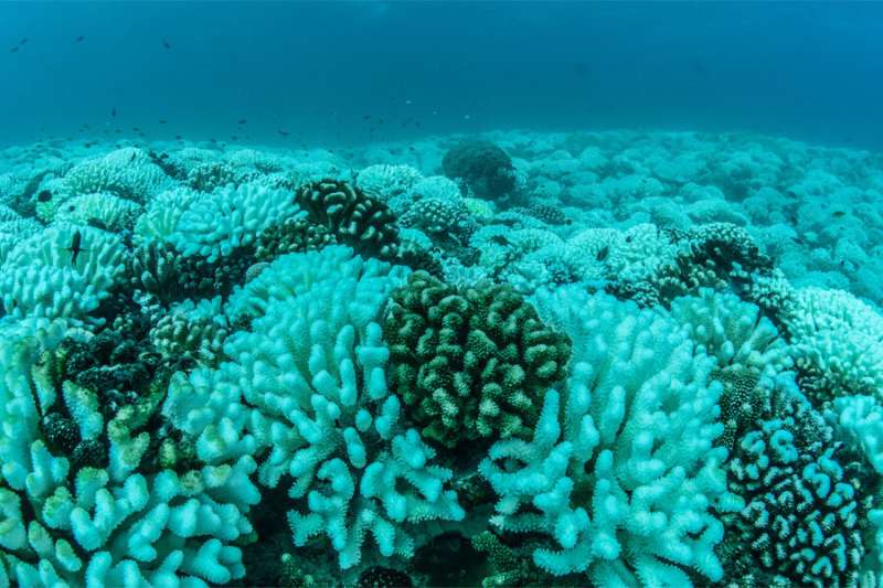 FSU researchers discover how 'cryptic species' respond differently to coral bleaching