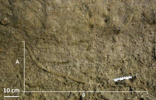 Giant predatory worms roamed the seafloor until 5.3 million years ago
