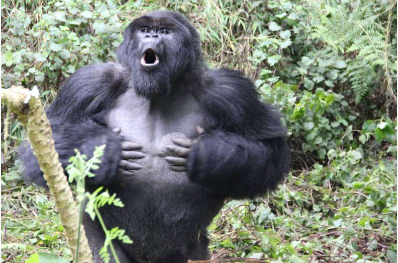 Gorillas do not bluff when they chest beat: honest signalling indicates body size