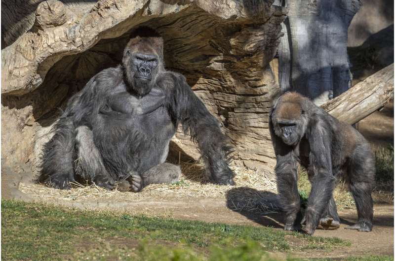 Gorillas test positive for coronavirus at San Diego park