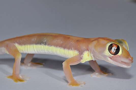 Green glowing gecko under UV-light
