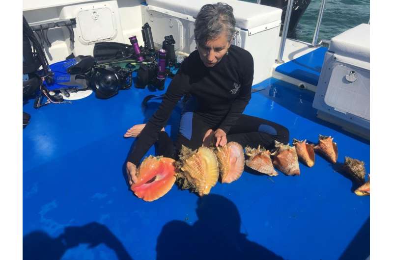 'hail to the queen' - saving the Caribbean queen conch