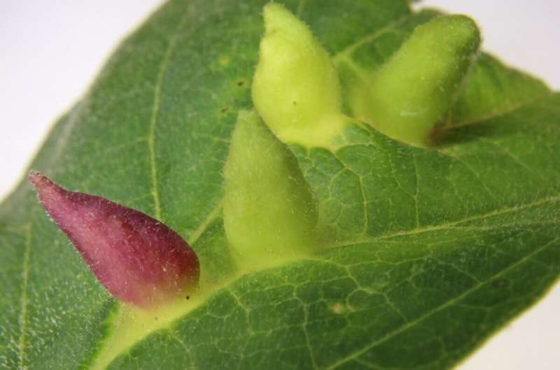 Here's how insects coax plants into making galls