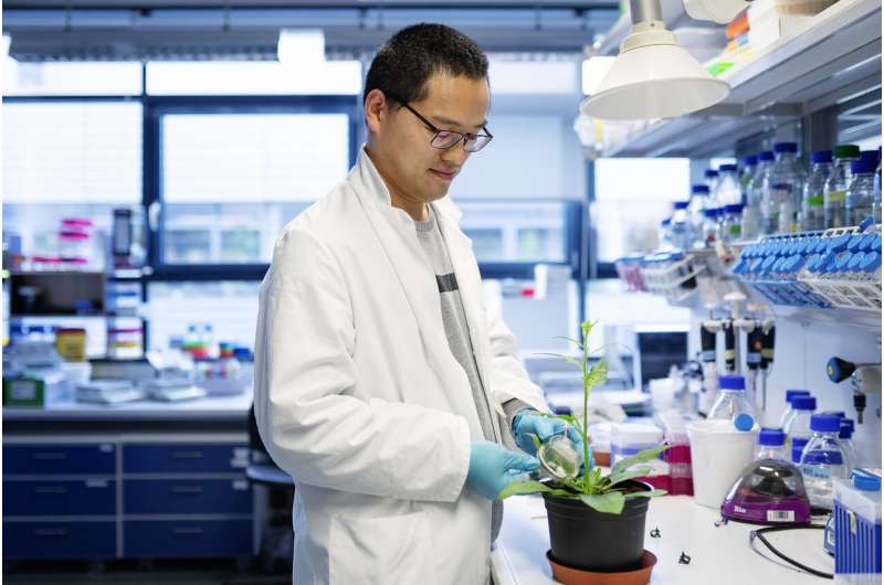 How plants produce defensive toxins without harming themselves
