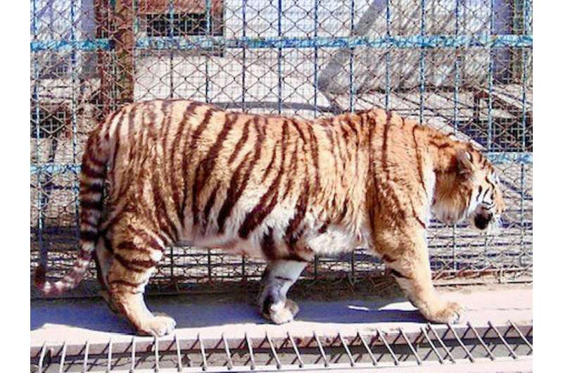 How 'tiger farms' have turned a wild animal into a species worth more dead than alive