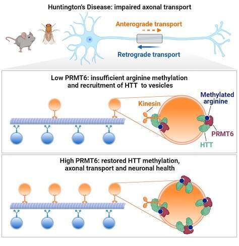 Huntington's Disease: Neural traffic could help understand the disease