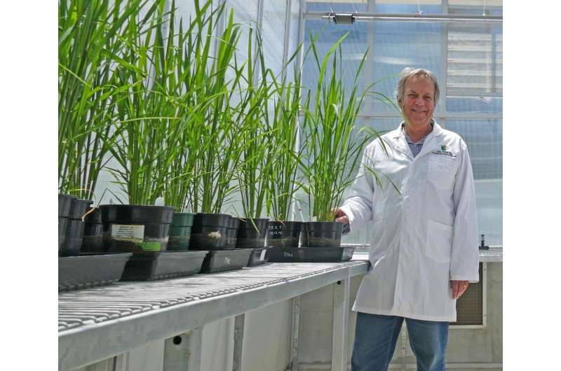 Improving photosynthesis: our best bet to create a food secure world