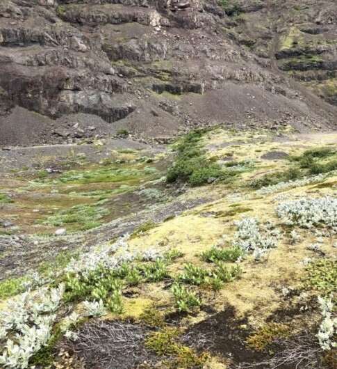 In Iceland, melting glaciers give way to plant life