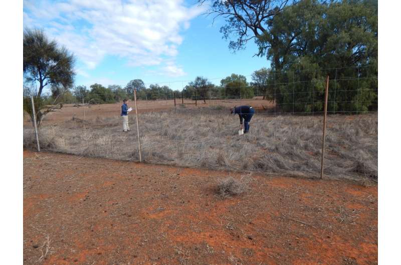 Kangaroo overgrazing could be jeopardising land conservation, study finds