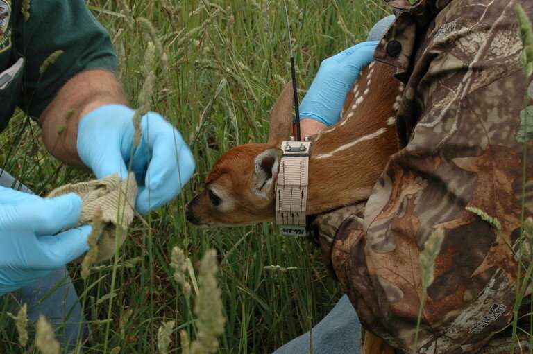 Levels of stress hormone in saliva of newborn deer fawns may predict mortality