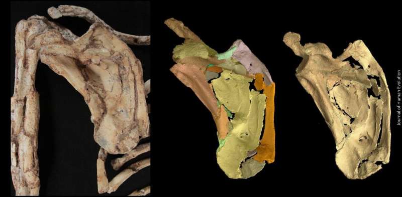 Little Foot fossil shows early human ancestor clung closely to trees