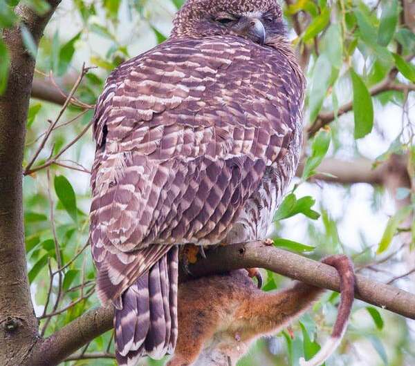Look up! A powerful owl could be sleeping in your backyard after a night surveying kilometres of territory