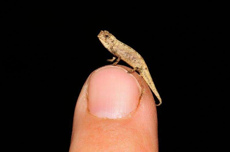 Meet the nano-chameleon, a new contender for the title of world’s smallest reptile