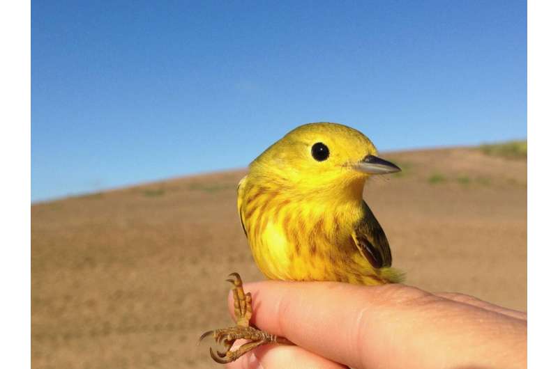 Migratory birds track climate across the year
