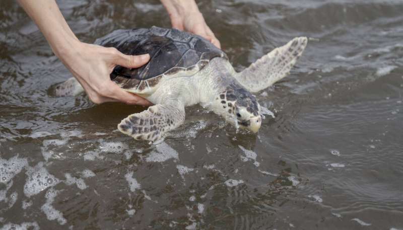 Mini parade of rescued young sea turtles released into Gulf