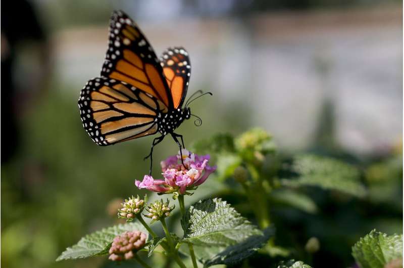 Monarch butterflies down 26% in Mexico wintering grounds