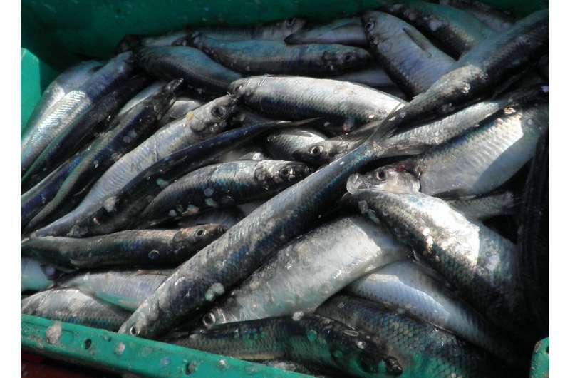 More management measures lead to healthier fish populations