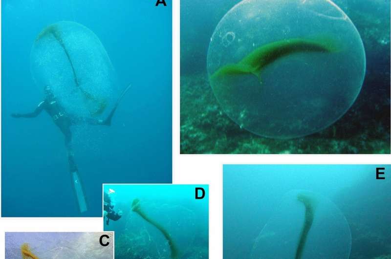 Mysterious blobs found off the coast of Norway identified as squid egg sacs