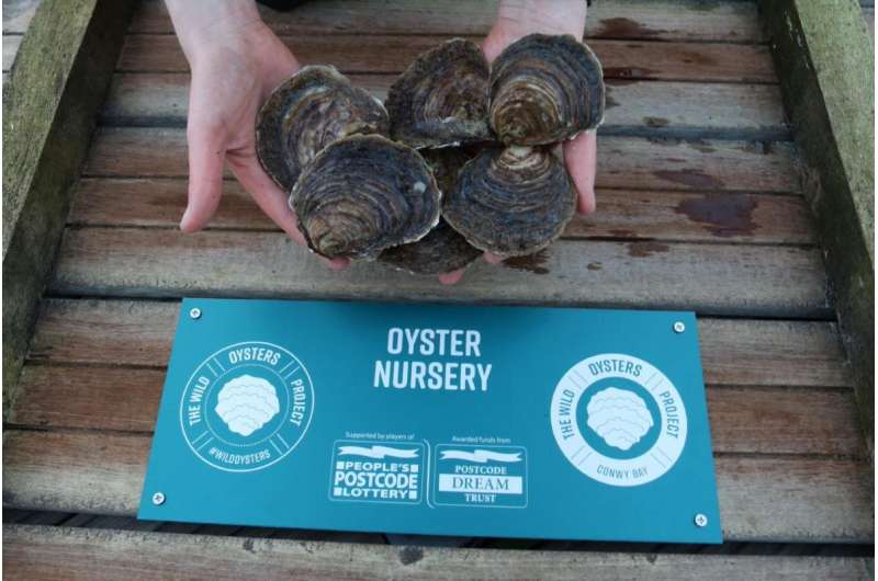 Native oysters restored to Conway Bay