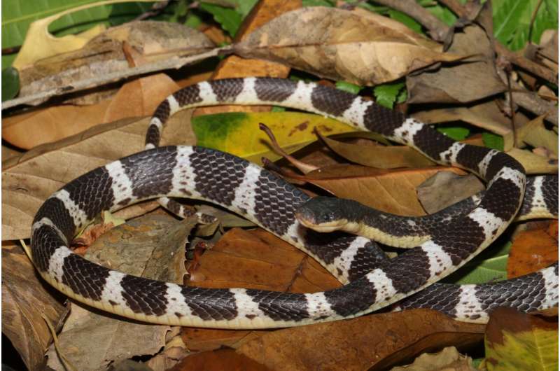 New deadly snake from Asia named after character from Chinese myth 'Legend of White Snake'