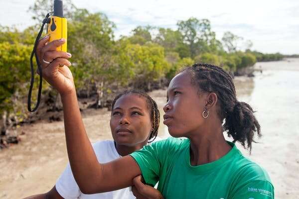 New mangrove forest mapping tool puts conservation in reach of coastal communities