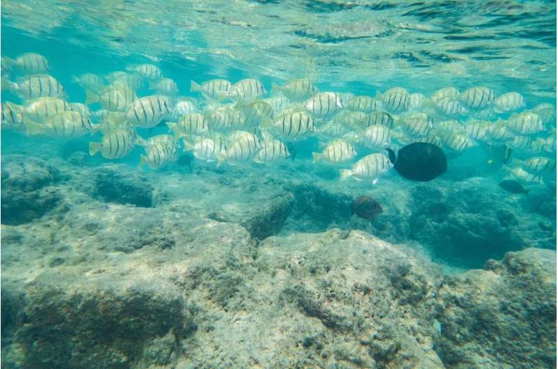 Oahu marine protected areas offer limited protection of coral reef herbivorous fishes
