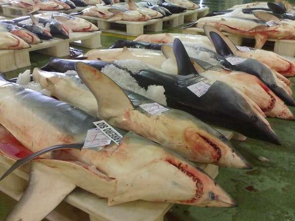 Oceanic sharks and rays have declined by 71% since 1970 – a global solution is needed