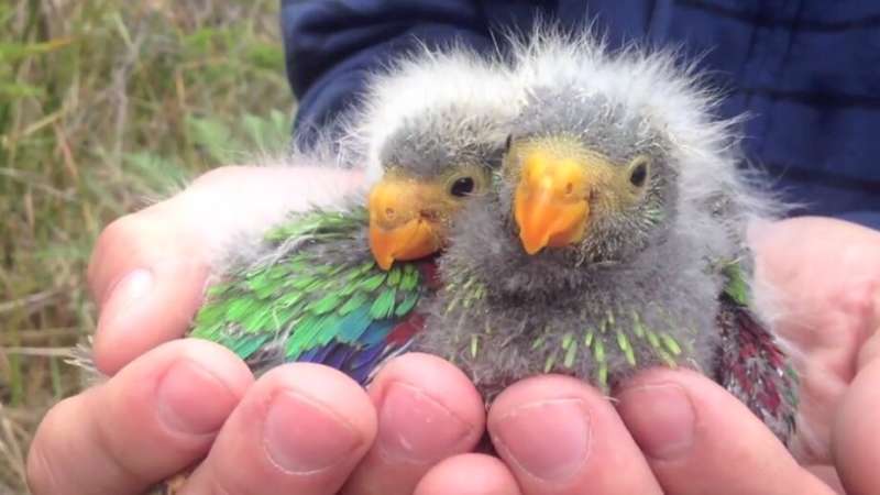 Parrots pushed to extinction despite protection policies