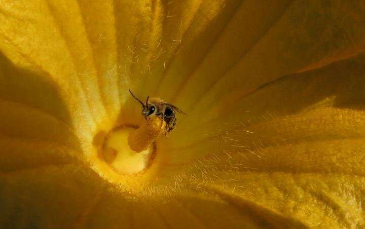Pesticide imidacloprid threatens future for key pollinator