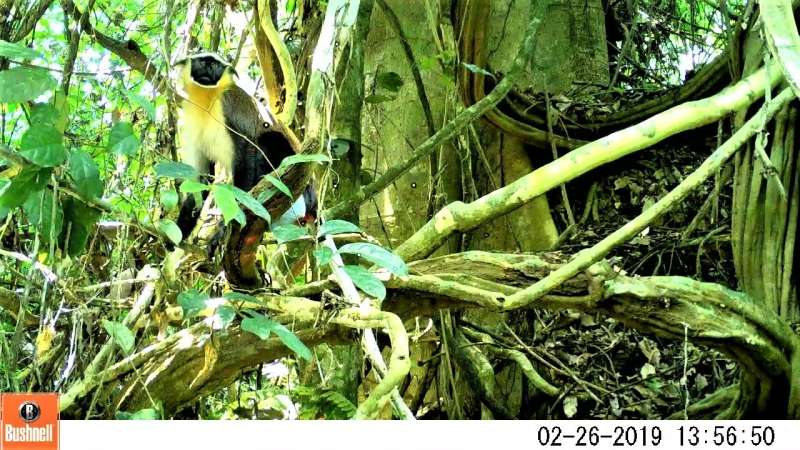 Picture perfect: Camera traps find endangered dryas monkeys