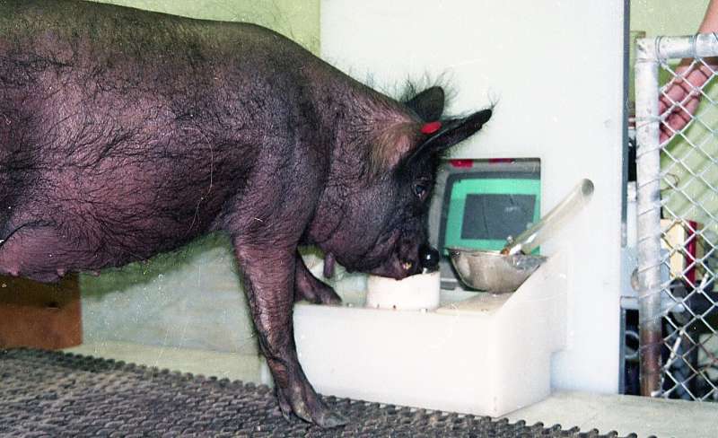 Pigs show potential for 'remarkable' level of behavioral, mental flexibility in new study