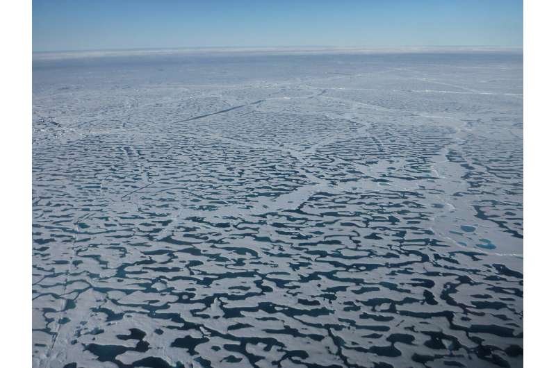 Potentially toxic plankton algae may play a crucial role in the future Arctic