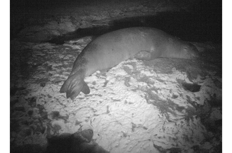 Rarest seal breeding site discovered