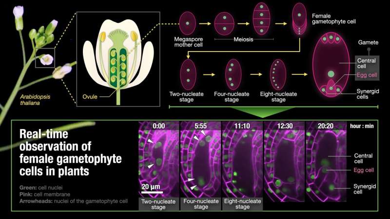 Realtime imaging of female gamete formation in plants