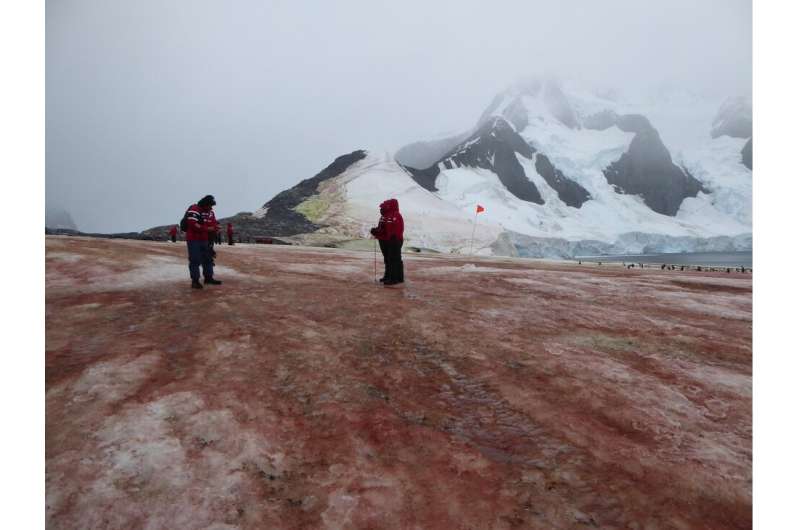 Red and green snow algae increase snowmelt in the Antarctic Peninsula
