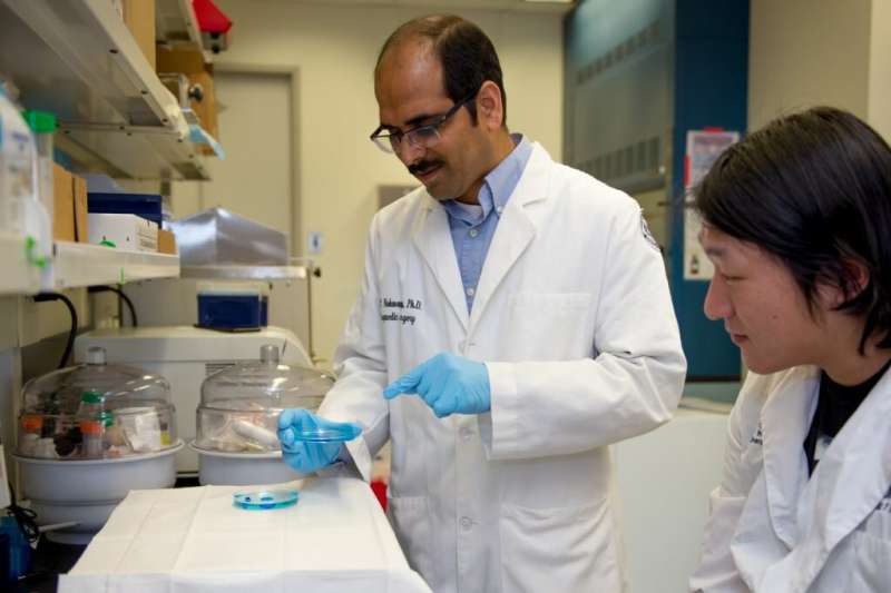 Researcher makes advances in tissue engineering