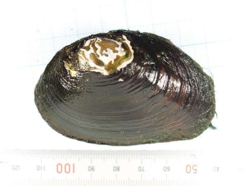 Risk of extinction cascades from freshwater mussels to a bitterling fish