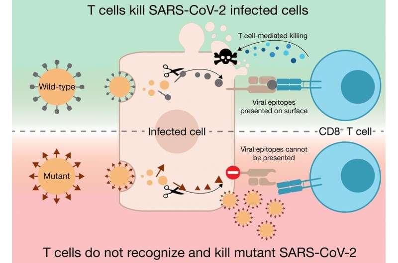 SARS-CoV-2 mutations can complicate immune surveillance of human T-killer cells