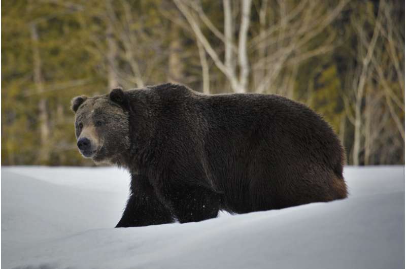 Scientists: Grizzlies expand turf but still need protection