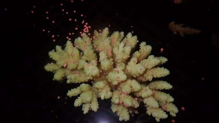 Los científicos han logrado criar arrecifes de coral en el laboratorio.