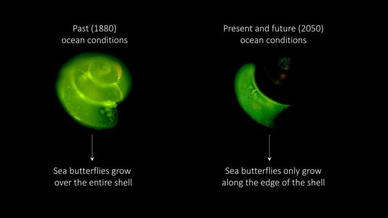 Sea butterflies already struggle in acidifying Southern Ocean